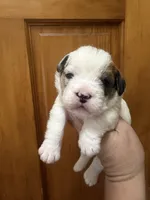 Sable and white male, a male French Bulldog and Cockapoo for sale in Holton, IN – Photo 1 of 5
