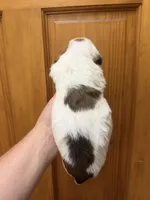 Sable and white male, a male French Bulldog and Cockapoo for sale in Holton, IN – Photo 3 of 5