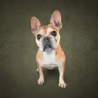 Sable and white male, a male French Bulldog and Cockapoo for sale in Holton, IN – Photo 5 of 5
