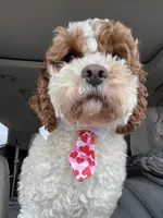 Sable and white male, a male French Bulldog and Cockapoo for sale in Holton, IN – Photo 4 of 5