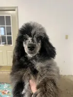 Adonis AKC, a male Poodle - Miniature  for sale in Holton, IN – Photo 5 of 8