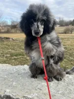 Adonis AKC, a male Poodle - Miniature  for sale in Holton, IN – Photo 7 of 8