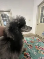 Adonis AKC, a male Poodle - Miniature  for sale in Holton, IN – Photo 8 of 8