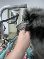 Adonis AKC, a male Poodle - Miniature  for sale in Holton, IN – Photo 4 of 8