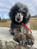 Adonis AKC, a male Poodle - Miniature  for sale in Holton, IN – Photo 2 of 8