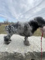 Adonis AKC, a male Poodle - Miniature  for sale in Holton, IN – Photo 6 of 8