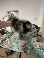 Adonis AKC, a male Poodle - Miniature  for sale in Holton, IN – Photo 3 of 8