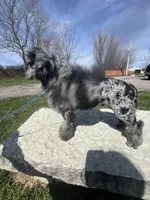 Adonis AKC, a male Poodle - Miniature  for sale in Holton, IN – Photo 1 of 8