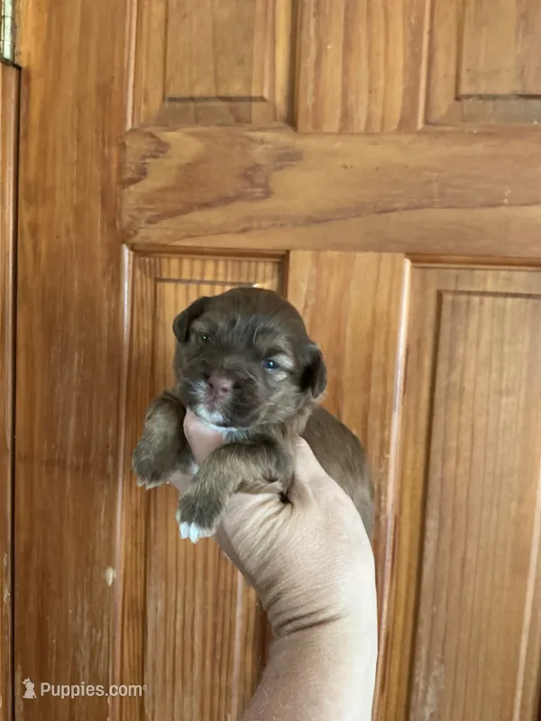 Elvis – Shihpoo puppy for sale in Holton, IN