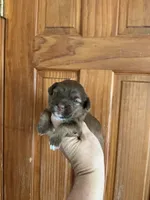 Elvis, a male Shihpoo for sale in Holton, IN – 1 of 3