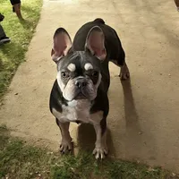 Jackie , a female French Bulldog for sale in Holton, IN – 2 of 3