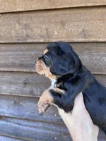 Phantom girl, a female French Bulldog and Cockapoo for sale in Holton, IN – Photo 3 of 3