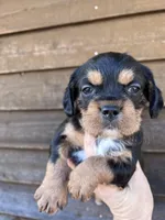 Phantom girl, a female French Bulldog and Cockapoo for sale in Holton, IN – Photo 2 of 3