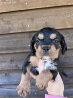 Phantom girl, a female French Bulldog and Cockapoo for sale in Holton, IN – Photo 1 of 3