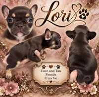 Coco and tan, a female French Bulldog for sale in Holton, IN – 1 of 3
