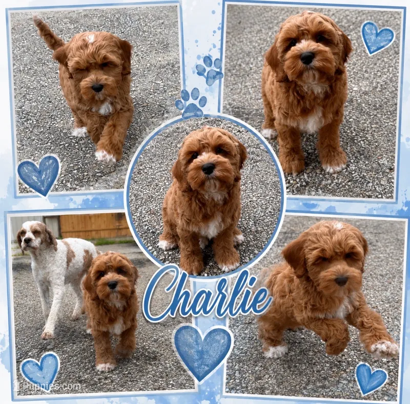Charlie Bucket – Cockapoo puppy for sale in Holton, IN