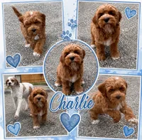 Charlie Bucket, a male Cockapoo for sale in Holton, IN – 1 of 1