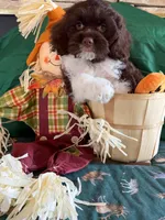 Patron, a male Cockapoo for sale in Holton, IN – 4 of 4