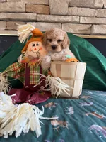 Thomas, a male Cockapoo for sale in Holton, IN – 2 of 3