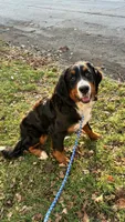 Athena AKC, a female Bernese Mountain Dog for sale in Holton, IN – Photo 2 of 2