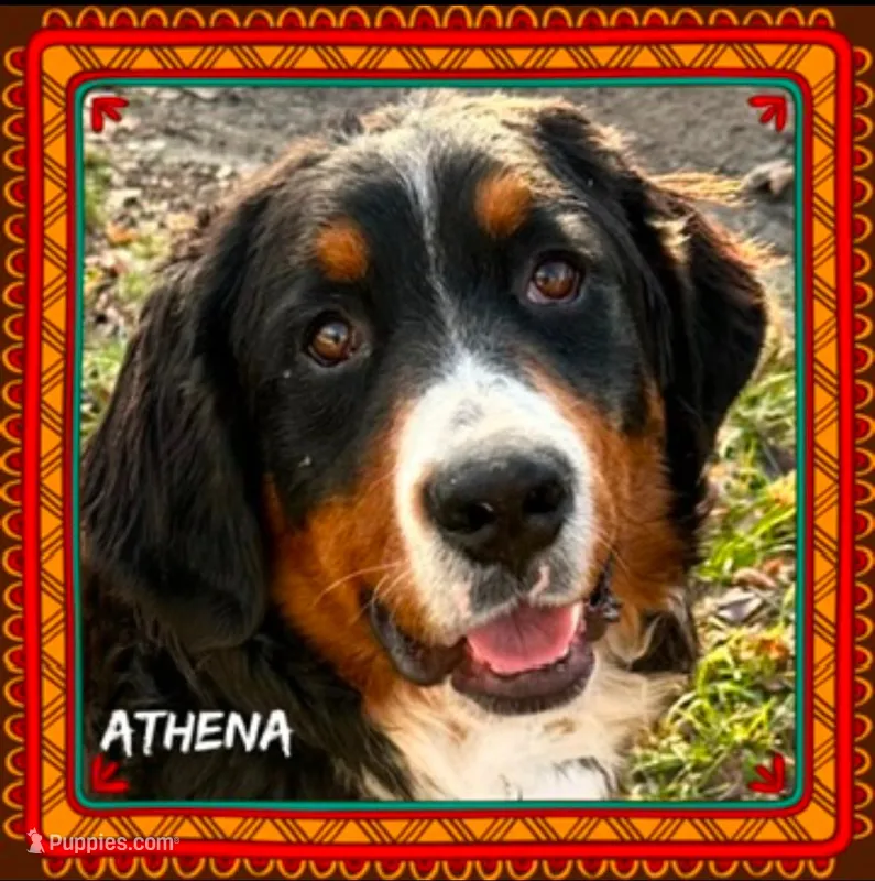 Athena AKC – Bernese Mountain Dog puppy for sale in Holton, IN
