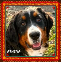 Athena AKC, a female Bernese Mountain Dog for sale in Holton, IN – Photo 1 of 2