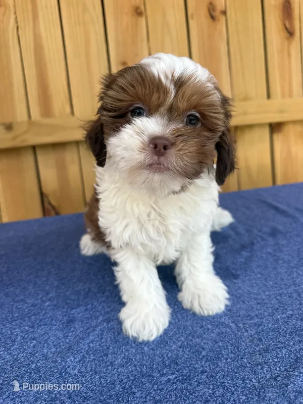 Cher – Shihpoo puppy for sale in Holton, IN