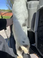 Delilah ACA, a female Shih Tzu for sale in Holton, IN – Photo 2 of 2