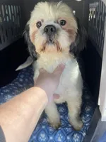 Delilah ACA, a female Shih Tzu for sale in Holton, IN – Photo 1 of 2