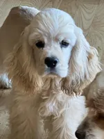 Homer, a male Cocker Spaniel for sale in Holton, IN – Photo 1 of 2