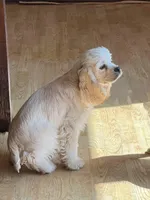 Homer, a male Cocker Spaniel for sale in Holton, IN – Photo 2 of 2