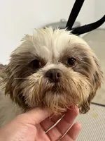 Lady Gaga, a female Shihpoo for sale in Holton, IN – 2 of 3