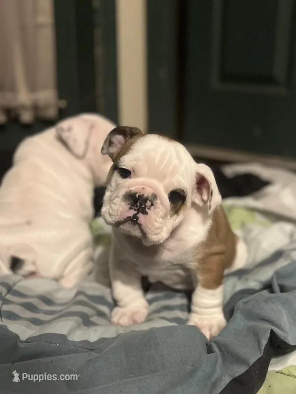 Stallone – American Bulldog puppy for sale in Numidia, PA