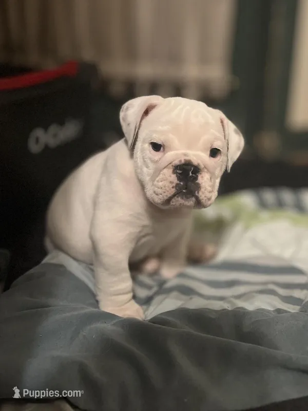 Stallone, a male American Bulldog for sale in Numidia, PA – Photo 1 of 1