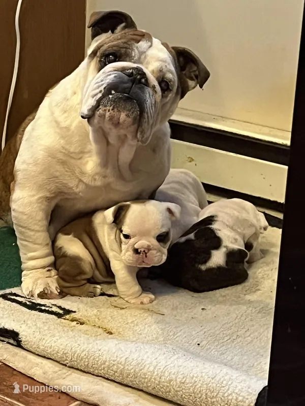 Squirt, a female American Bulldog for sale in Numidia, PA – Photo 1 of 8