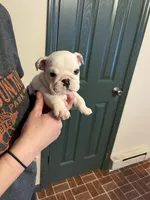 Squirt, a female American Bulldog for sale in Numidia, PA – Photo 7 of 8