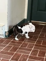 Squirt, a female American Bulldog for sale in Numidia, PA – Photo 2 of 8