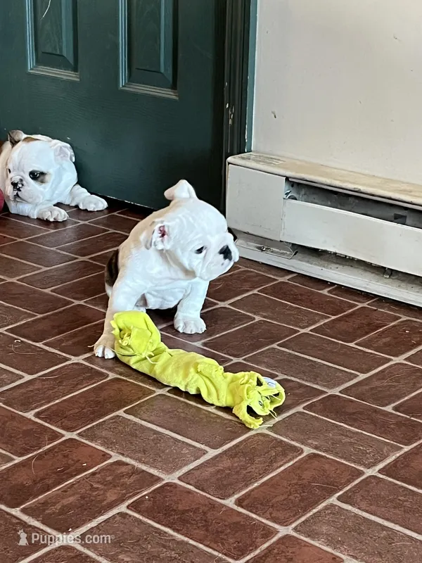 Squirt – American Bulldog puppy for sale in Numidia, PA