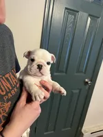 Squirt, a female American Bulldog for sale in Numidia, PA – Photo 5 of 8