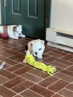 Squirt, a female American Bulldog for sale in Numidia, PA – Photo 6 of 8