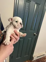 Squirt, a female American Bulldog for sale in Numidia, PA – Photo 4 of 8