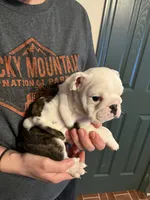 Squirt, a female American Bulldog for sale in Numidia, PA – Photo 8 of 8