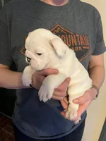 Bear, a male American Bulldog for sale in Numidia, PA – Photo 5 of 6