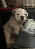 Bear, a male American Bulldog for sale in Numidia, PA – Photo 2 of 6