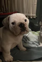 Bear, a male American Bulldog for sale in Numidia, PA – Photo 3 of 6