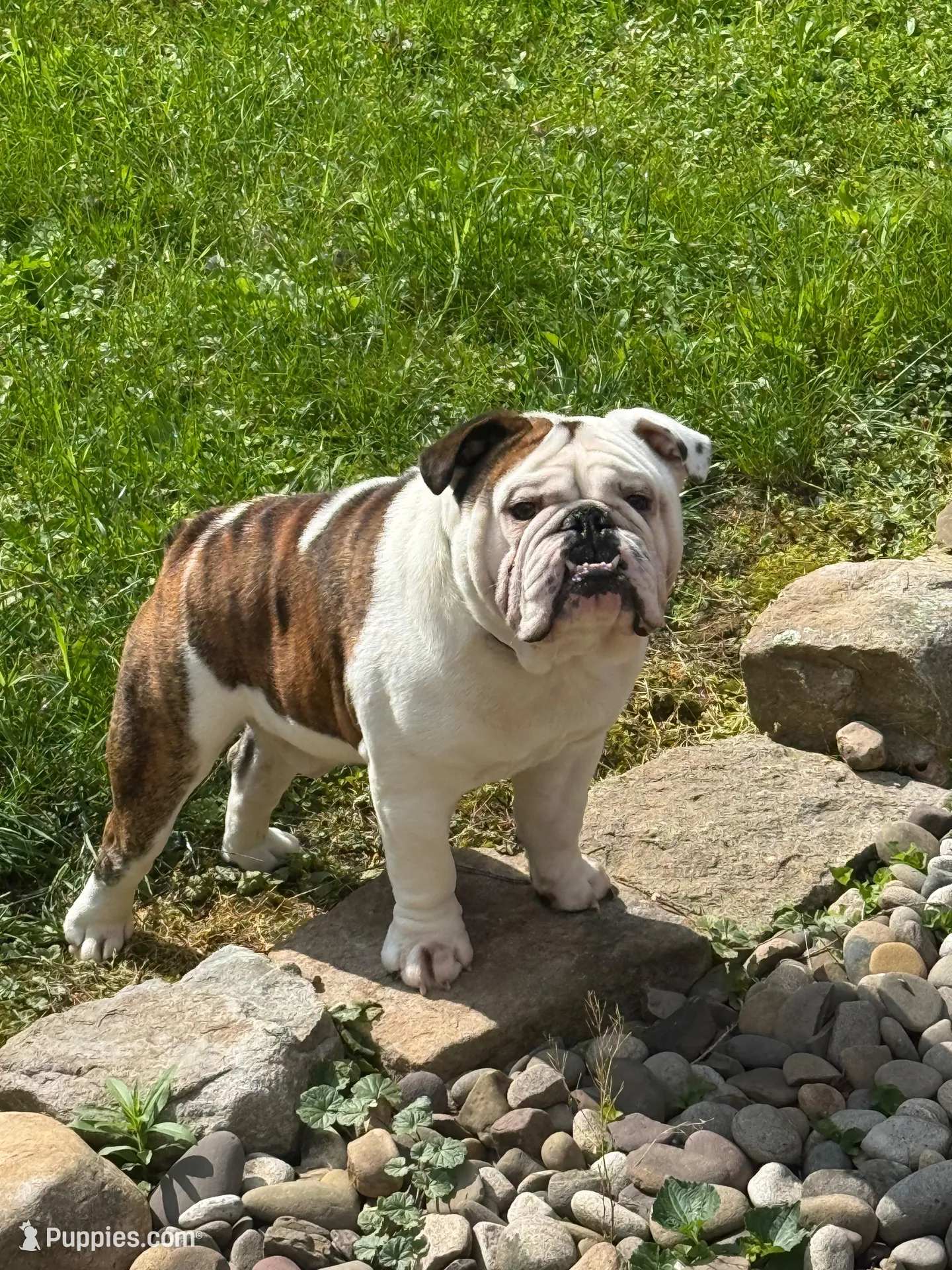 Maverick , a male English Bulldog for sale in Ijamsville, MD – Photo 6 of 6