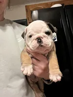 Max, a male English Bulldog for sale in Ijamsville, MD – Photo 1 of 5