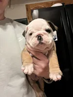 Max, a male English Bulldog for sale in Ijamsville, MD – Photo 2 of 5