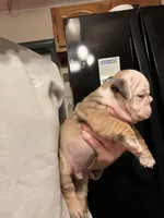 Max, a male English Bulldog for sale in Ijamsville, MD – Photo 3 of 5