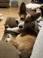 Lucy, a female Pembroke Welsh Corgi for sale in Numidia, PA – Photo 4 of 6